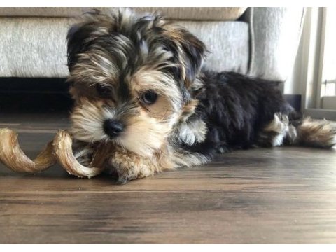 Bol tüylü pofuduk yavru yorkshire terrier