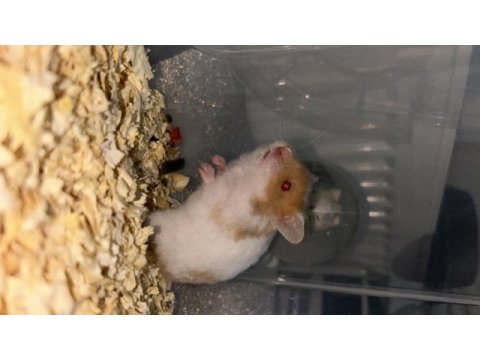 Birbirinden güzel hamster minikler