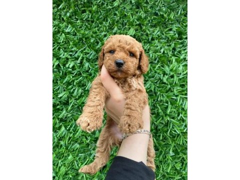Toy poodle bebekler