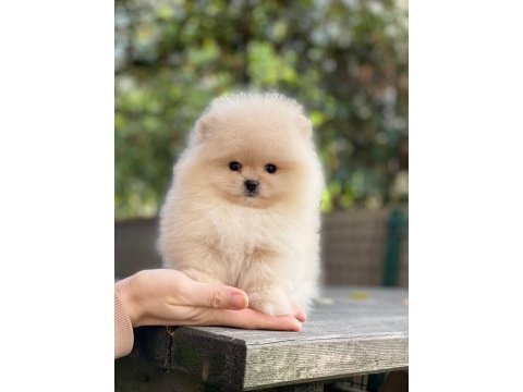 Pomeranian boo ayıcık surat
