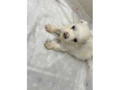 Sevgi dolu, sağlıklı ve çok sevimli maltese yavrumuz
