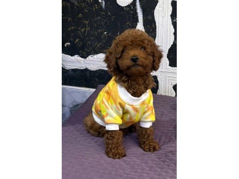 Yavru toy poddle aşılı ve çipli erkek yada dişi