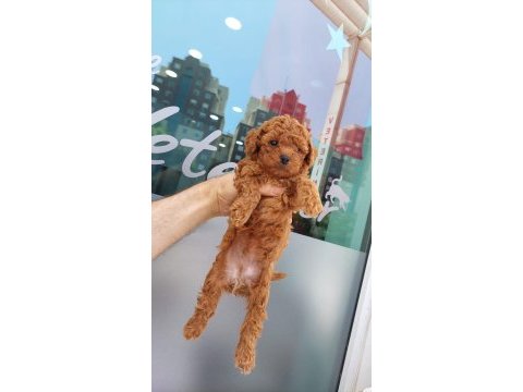 Toy poodle erkek yavrularım