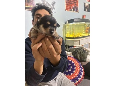 Pinscher yavruları