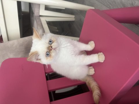 Egzotik shorthair kedimiz