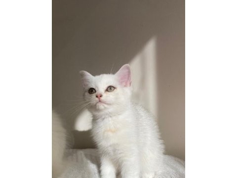 Sliver yavru kedimiz