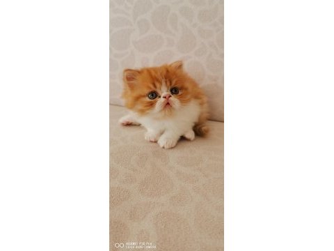 45 günlük safkan exotic shorthair