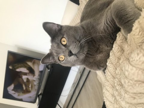 Erkek british shorthair kedimi sahiplendirmek istiyorum
