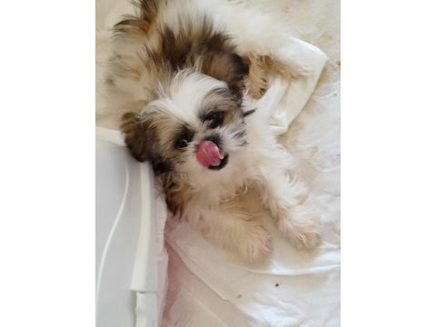 Shih tzu yavrumuz 3 aylık ömürlük yuva arıyoruz (acil)