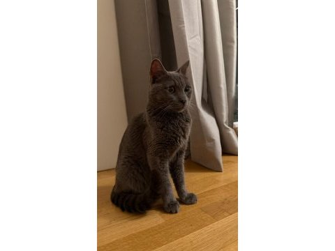 Oyuncu bir güzellik kedimiz