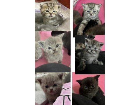 Birbirinden tatlış british shorthair yavrular yuva arıyor