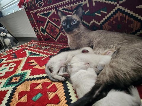 Orijinal siyam yavruları