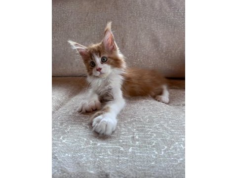 Xxl cüsse mükemmel profil dopdolu maine coon