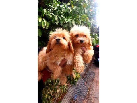 Maltipoo yavrularımda son nokta