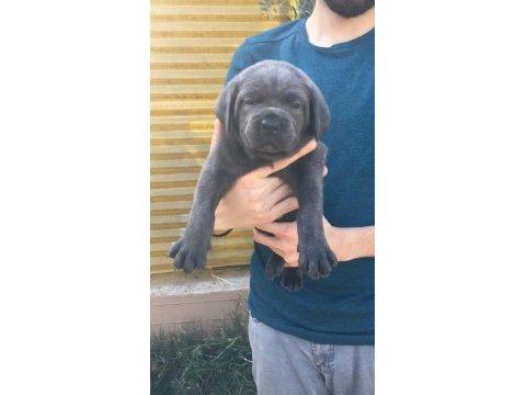 Dev anne babadan üst kalite cane corso yavrular