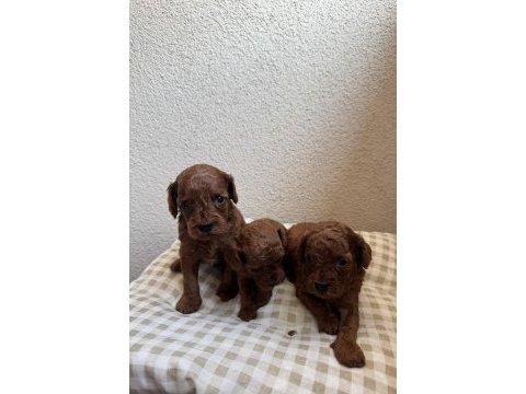 Ev ortamında büyüyen safkan poodle yavrular