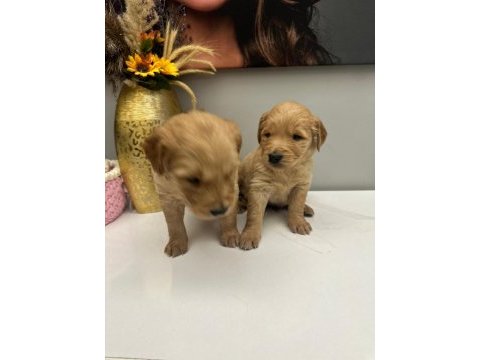 Golden retriever miniklerim