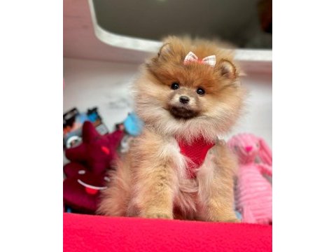 Sevimli pomeranian boo yavrularımız