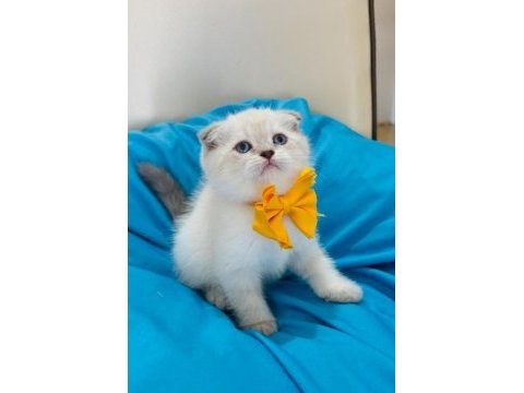 Scottish fold erkek yavrumuza yuva uyguna