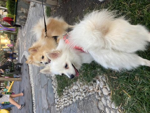 1 buçuk yaşında bir doğum yaptı spitz