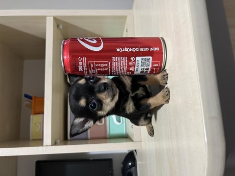 Kilogram garantili dişi yavrumuz chihuahua