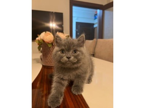 Scottish straıght 2 aylık erkek kedi