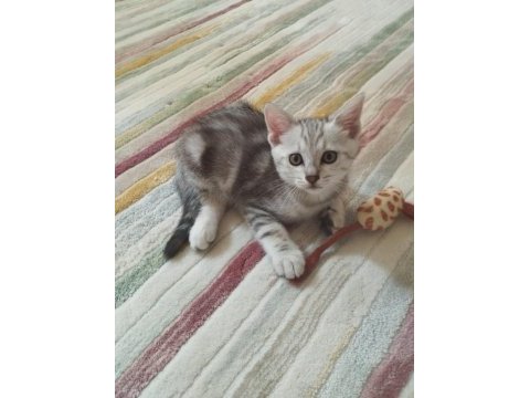 Anne scottish baba amerikan shorthair