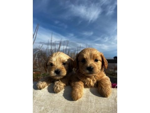 Dünya tatlısı maltipoo kaliteli bebekler