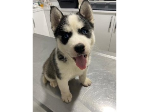 Sibirya kurdu (husky) yavrularımız