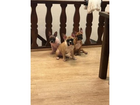4 aylık kaliteli ve sağlıklı french bulldog