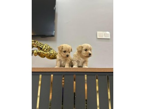 Maltipoo yavrularımız yeni ailelerini bekliyor