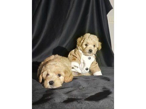 Orjinal teacup maltipoo yavrular