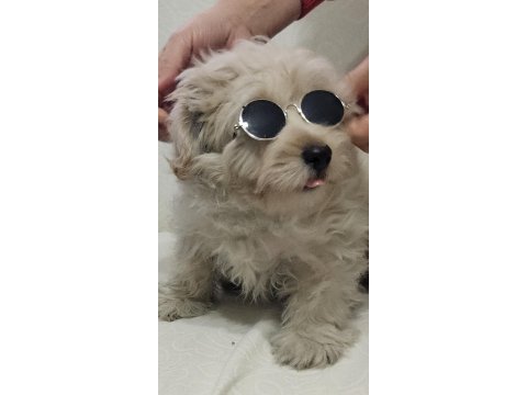 Maltipoo yavru