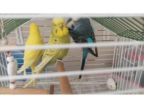 Muhabbet kuşlar tekli hepsi nasıl dersen