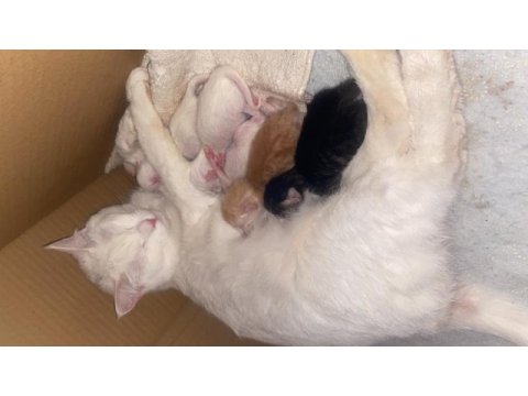 5 adet yavru kedimiz