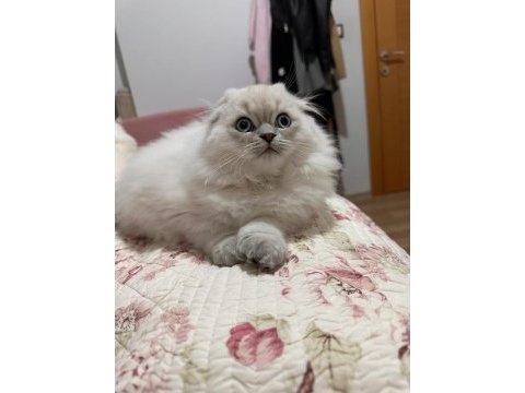 Scottish longhair