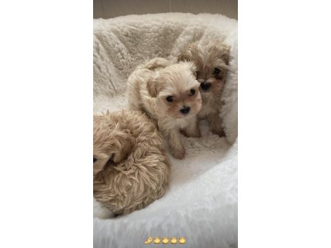 Poodle kalitesinde maltipoo
