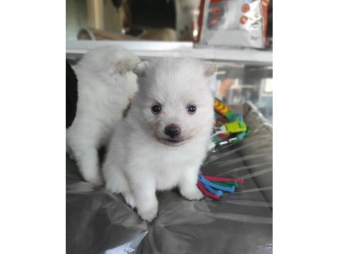 Kar beyaz samoyed bebekleri