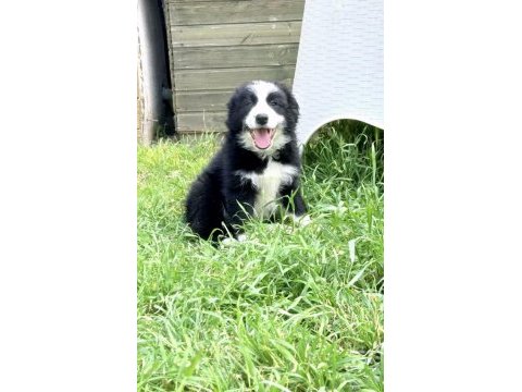 Çiftliğimizden safkan border collie yavrular