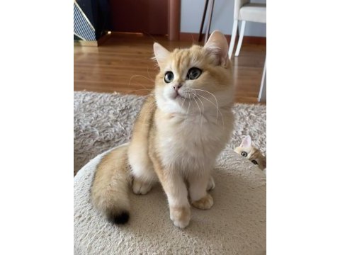 Safkan british shorthair erkek yavru