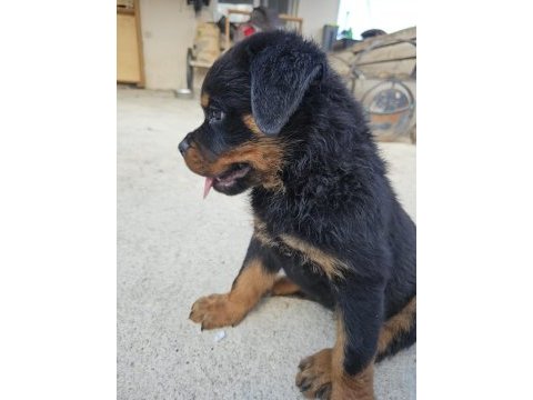 Erkek dişi a scr kif rottweiler