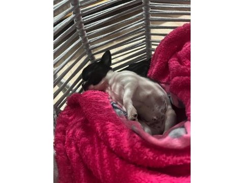 2 buçuk aylık erkek chihuahua