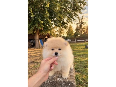 Pomeranian boo teddy face