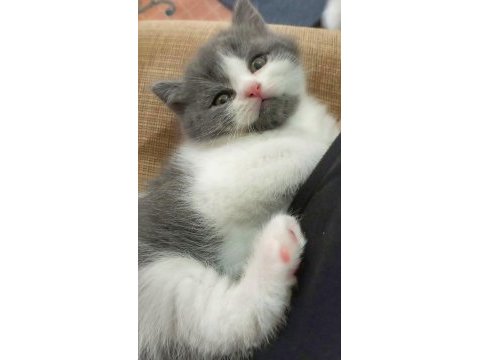 Kar tanesi safkan british shorthair oğlumuz