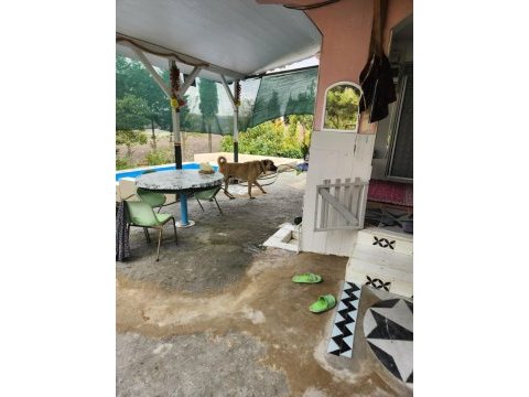 Hakiki saf kangal erkek