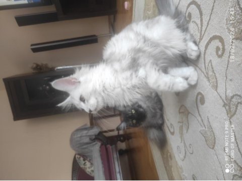 Palesilver maine coon yavrular