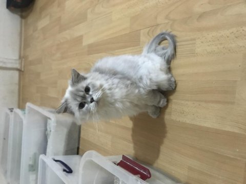 Ücretsiz sahiplendirme kediler