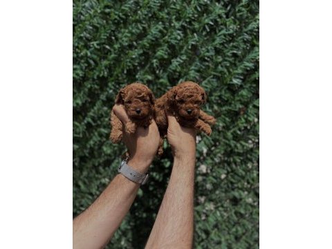 Toy poodle puppy