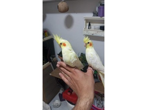Sultan papağanı lutino full+full evcil