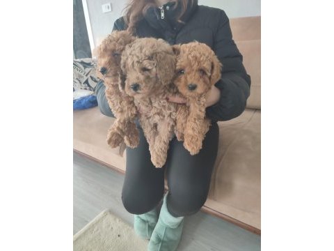 Toy poodle yavrular izmir